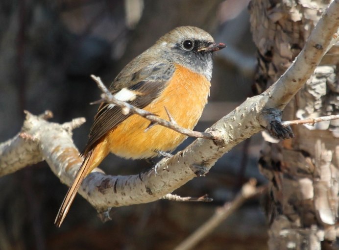 Setophaga ruticilla