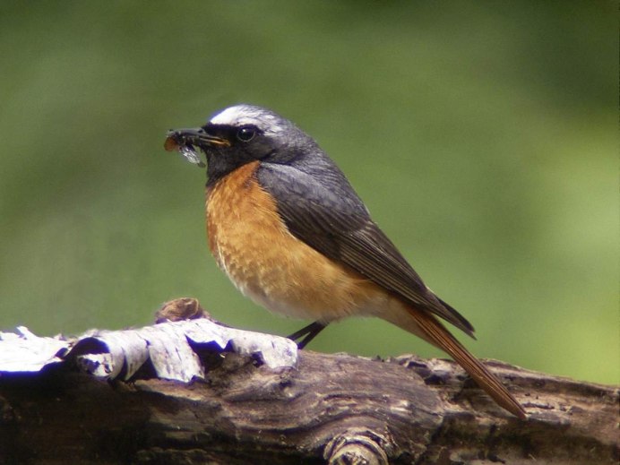 Сибирская горихвостка (Phoenicurus auroreus). Весна