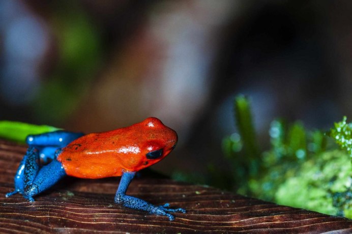 Лягушка древолаз Пумилио