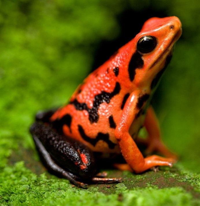 Лягушка пятнистый древолаз