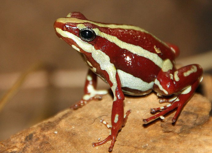 Пестрый Арлекин лягушка