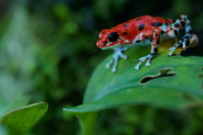 Красный древолаз лягушка
