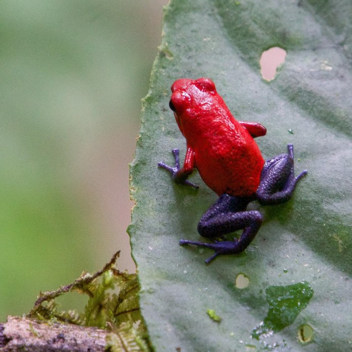 Синий древолаз лягушка