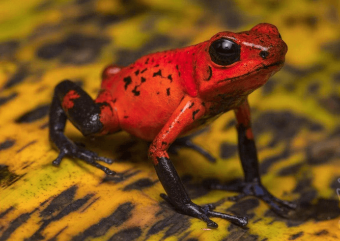 Лягушка древолаз