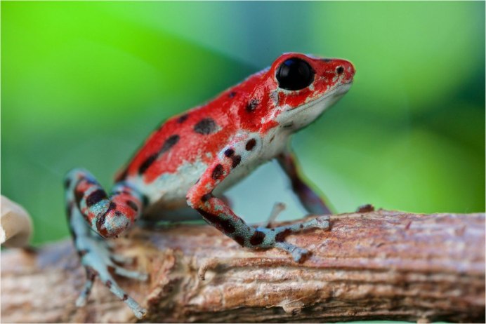 Лягушка древолаз Пумилио