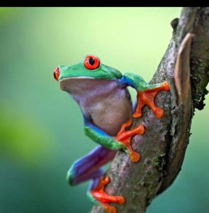 Лягушка томатный узкорот