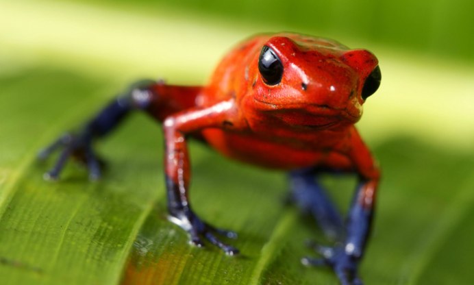 Andinobates geminisae