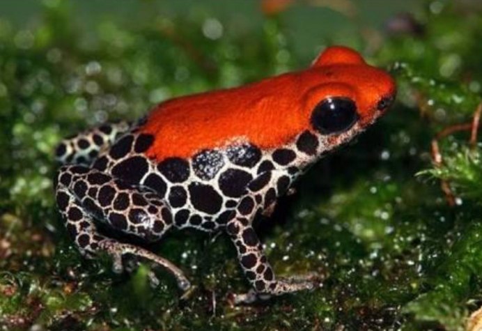 Лягушка древолаз оранжевая
