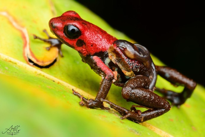 Лягушка древолаз квакша