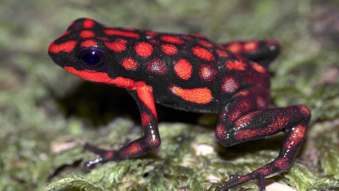 Пумилио лягушка