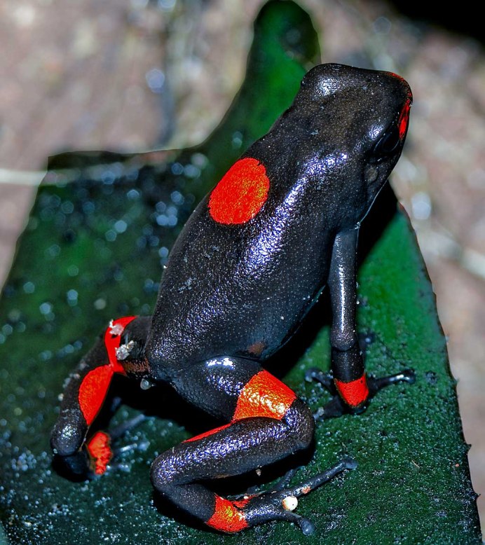 Лягушка -древолаз амазонки