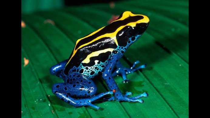 Древолаз Пумилио