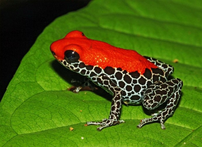 Dyscophus antongilii