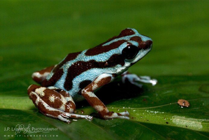 Древолаз на дереве