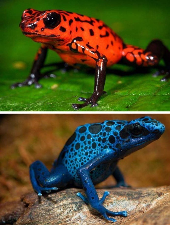 Томатный узкорот