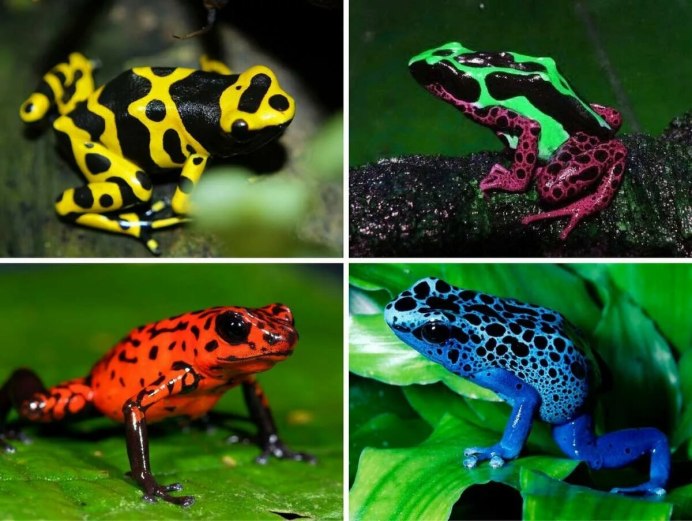 Красный древолаз лягушка