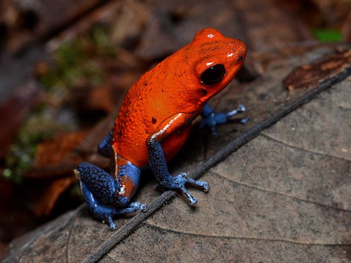 Красный древолаз лягушка