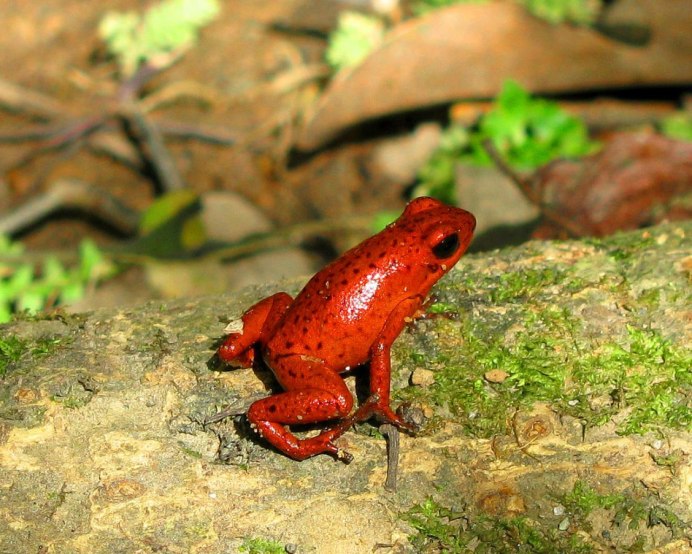 Бесхвостые амфибии