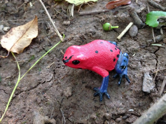 Поперечно-полосатый древолаз