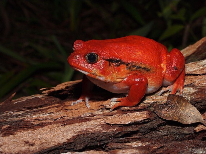 Зернистый древолаз