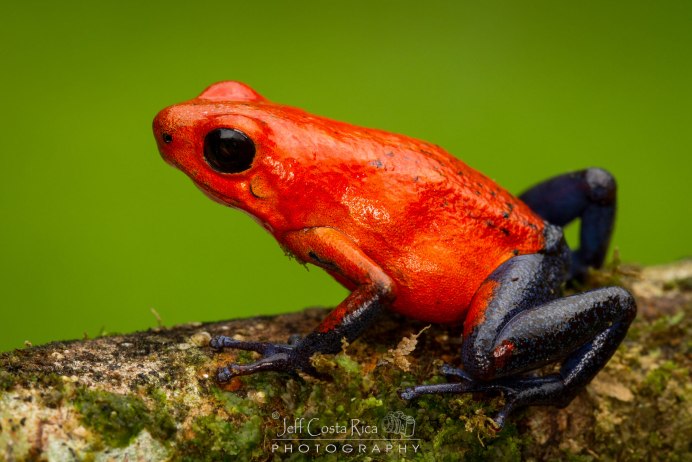 Квакша древолаз