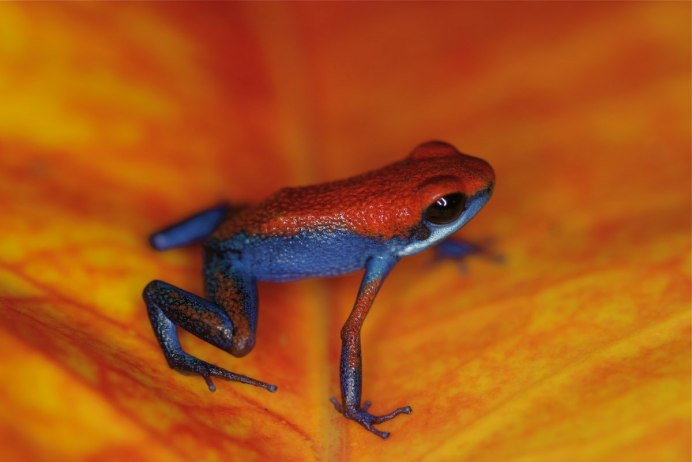 Лягушка древолаз Пумилио