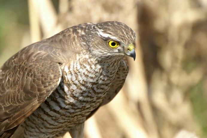 Степные Хищные птицы Казахстана