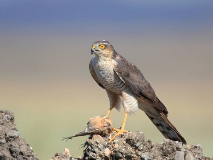 Большие Хищные птицы