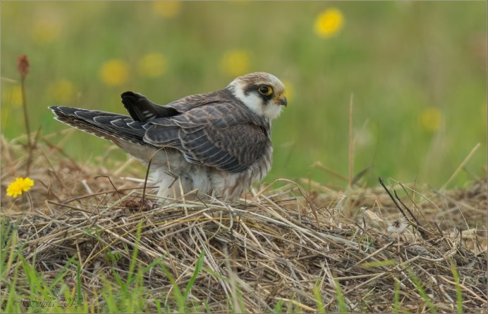 Кобчик черный