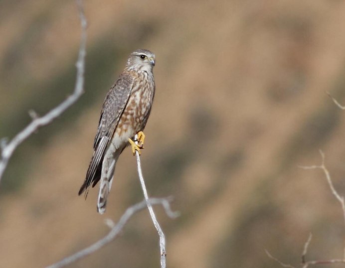 Хищные птицы Подмосковья