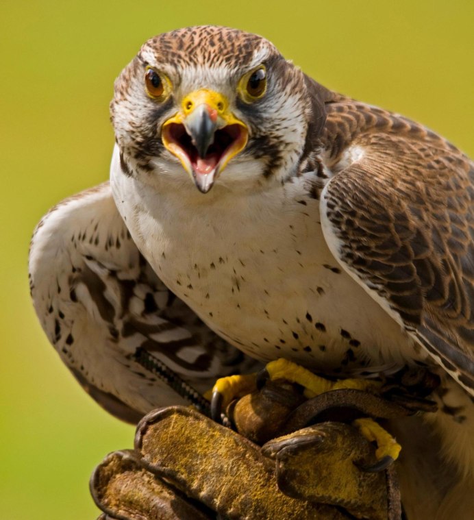 Американская пустельга птенец