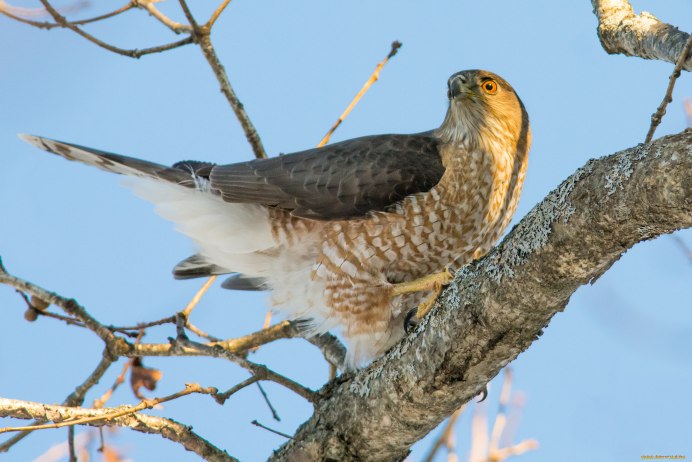 Птица ястреб перепелятник