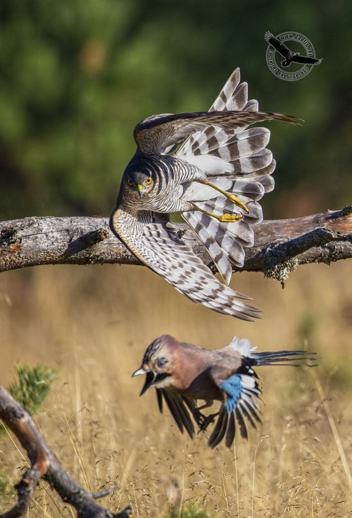 Дербник пустельга