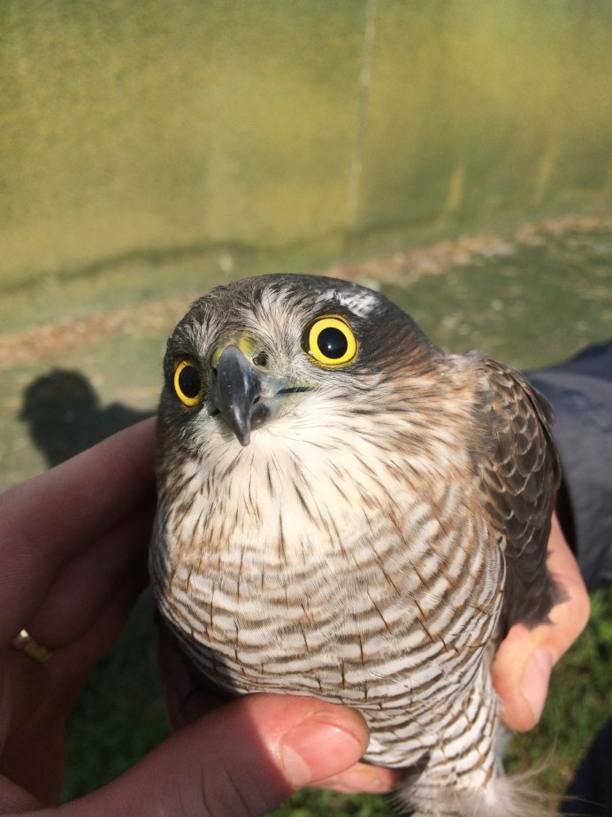 Сокол Пигмей