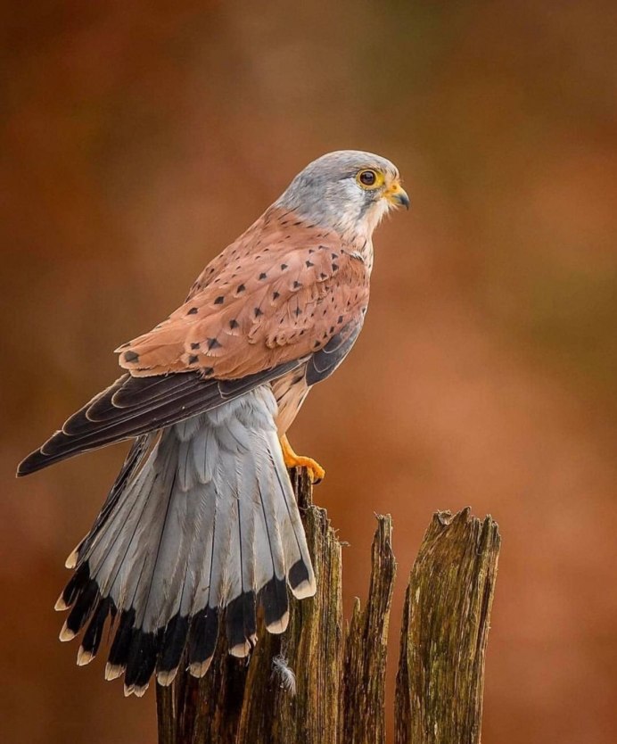 Хищная птица дербник