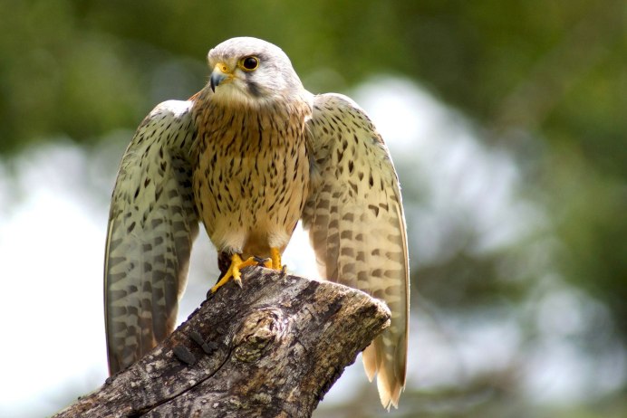 Кобчик птица 2021