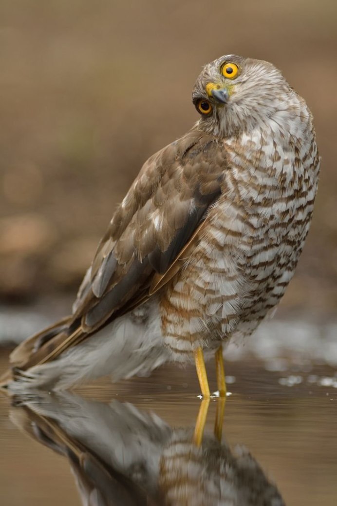 Ручная пустельга