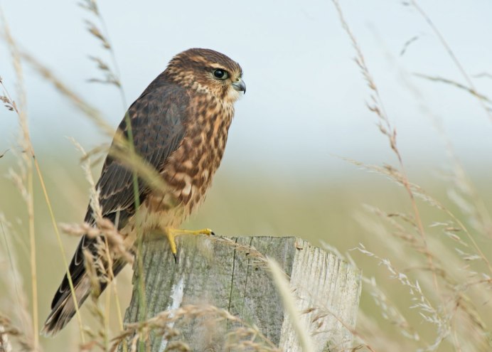 Кобчик пустельга