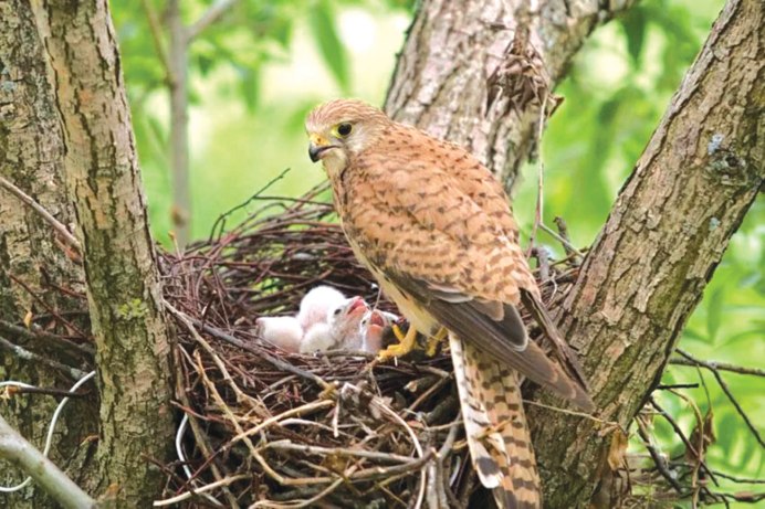 Сокол пустельга самка