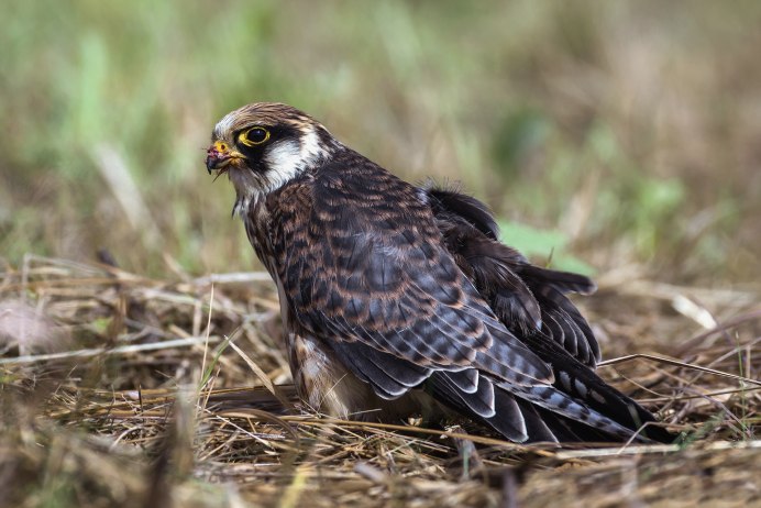 Крымский ястреб-тетеревятник