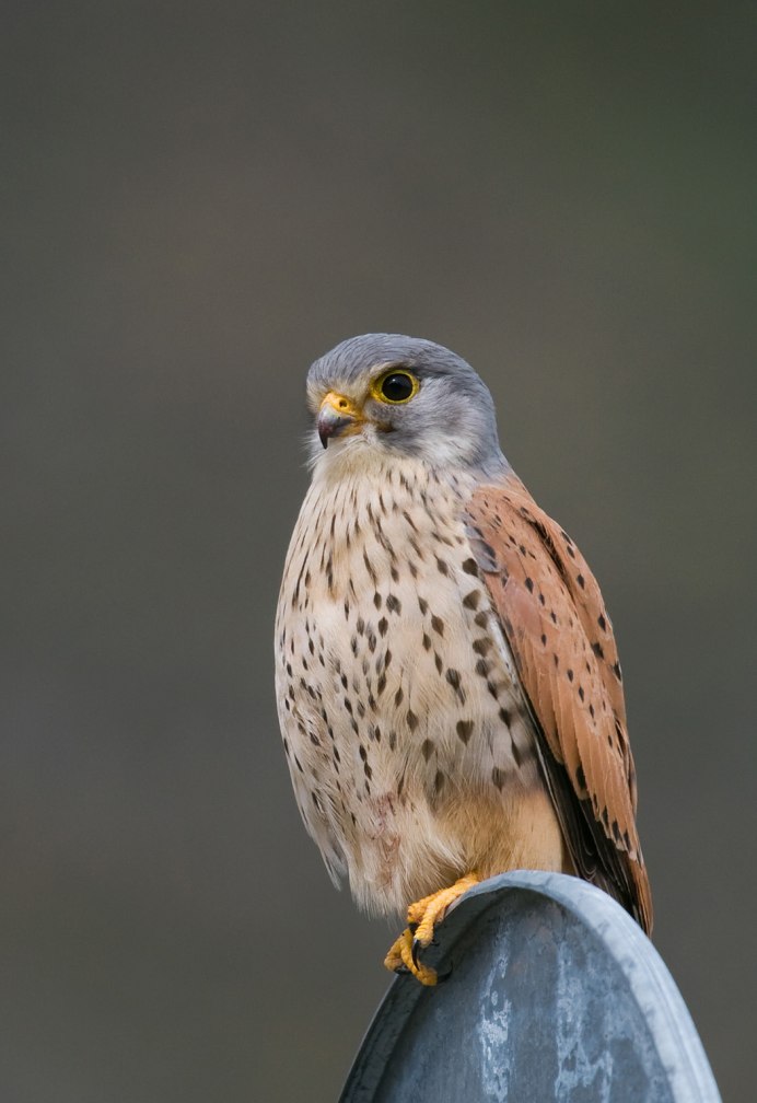 Небольшая хищная птица