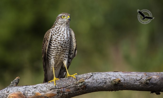 Accipiter francesii — мадагаскарский ястреб
