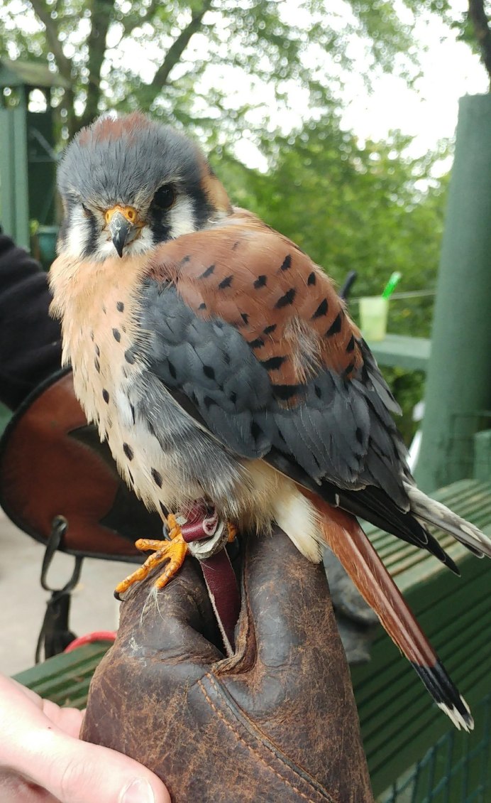 Ястреб - тетеревятник (Accipiter gentilis)
