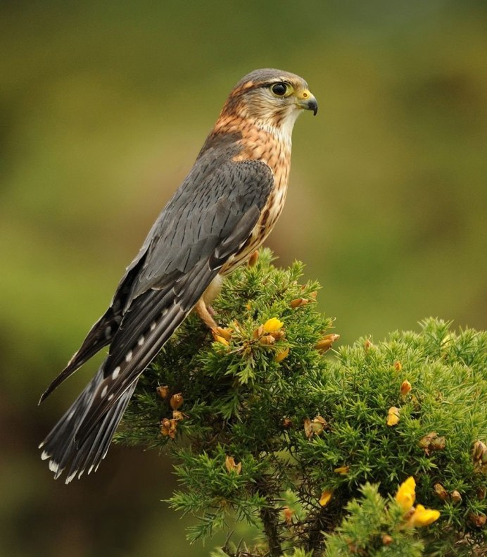 Ястреб пустельга