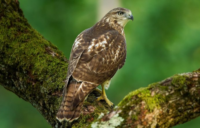 Мелкие Хищные птицы