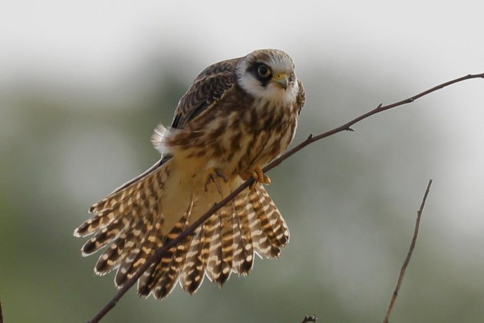 Американская пустельга птенец