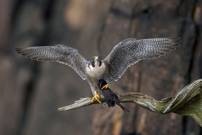 Ястреб воробьятник