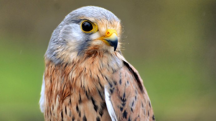 Сокол пустельга Степная