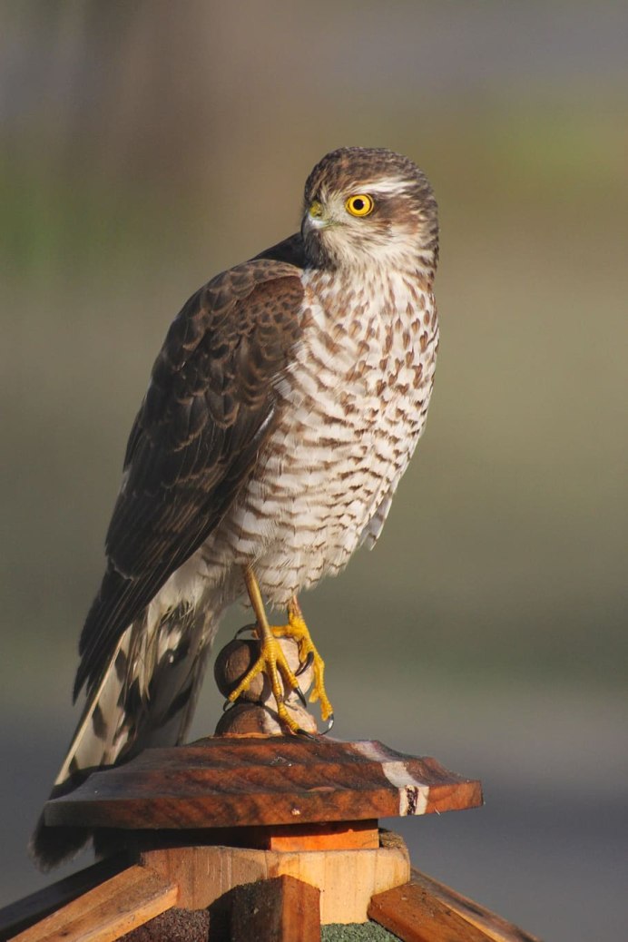 Сокол Ланнер