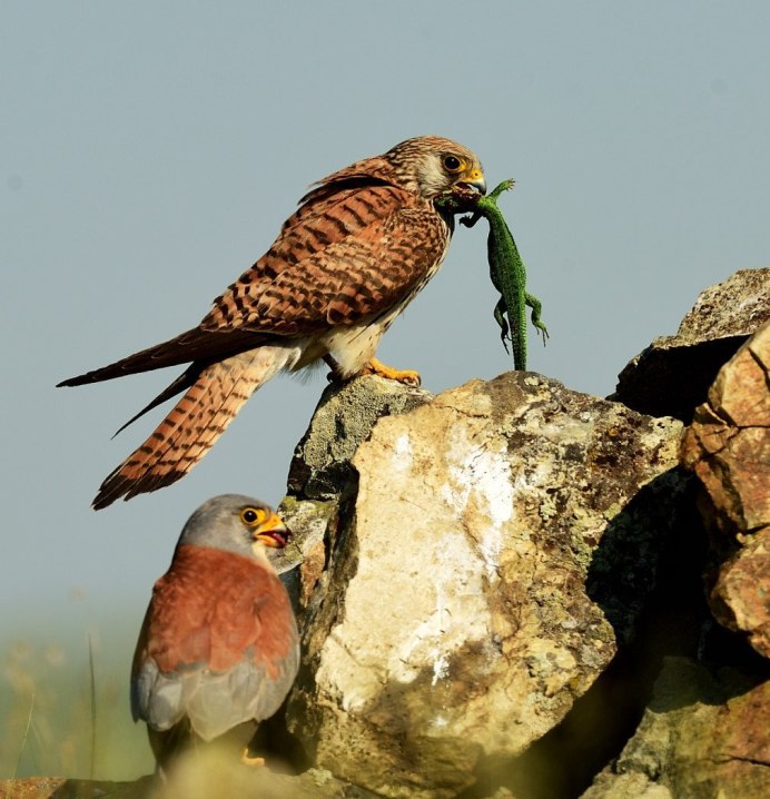 Ястреб-тетеревятник охотится